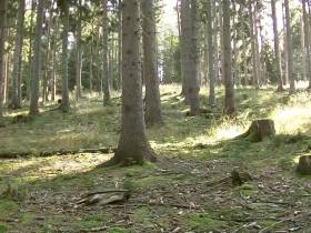 Jogger im Wald Deepthroat 1