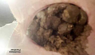 Constipated Food 4 Slave