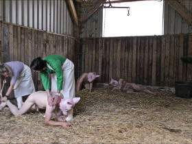 Selection of a slaughter pig