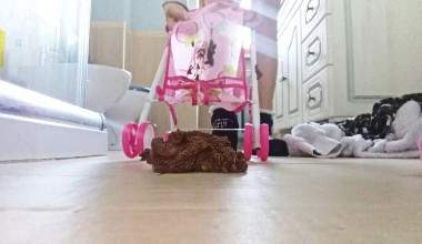 Kinderwagen mit Poo!