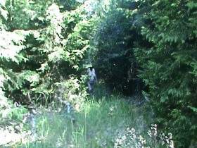 pissing in pantyhose in the woods