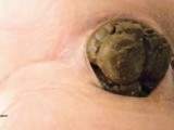 Fat Turds Swallow
