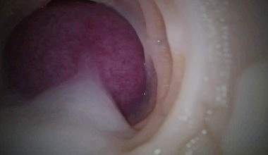 2 SCHWÄNZE FÜR EIN GEILEN URLAUB