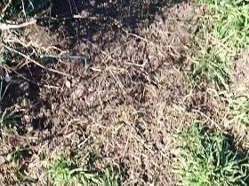 Poop meadow and piss selfi