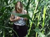 innocent in the corn field