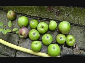 Vorschaubild vom Privatporno mit dem Titel "7 Äpfel im Arschloch geil versaut extrem" von extremgirl