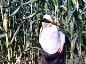 Pissing corn field