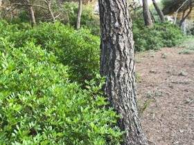 Verschwitzte Fotze im Urlaub