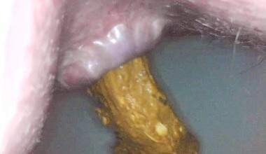 Poo in extremer Nahaufnahme