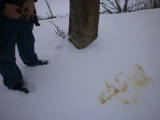 Peeing in the snow