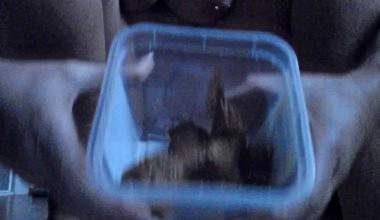 VOR dem FRÜHSTÜCK DARM ENTLEEREN