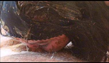 Scat-Mädchen sehr nett Blow Jobs