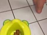 Shitting in the potty III