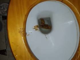 my shit in toilet
