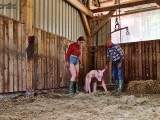 Sham slaughter of our lovingly reared boar in the stable (role play)