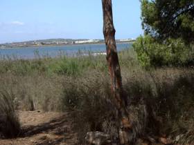 Pissing in the park!