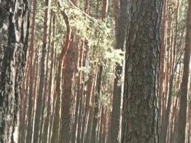 Outdoor SM: nackt im Wald präsen****t