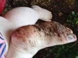 Userwunsch dreckige KäseFüße Userwunsch