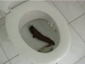 riesen kack-wurst ins maul