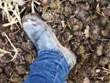 Dirty boots in the dung heap