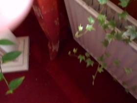 Your favorite meal Cola bottles with garnish