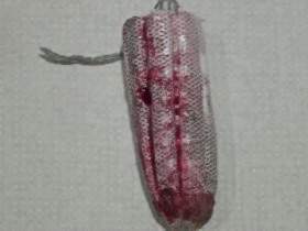 Vorschaubild vom Privatporno mit dem Titel "Blutiger Thapoon von meiner Fotze" von Sue-Allen