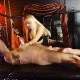 Latex skirt facesitting electro stimulation treatment!