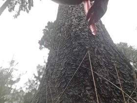 Mit 30cm Dildo am Baum