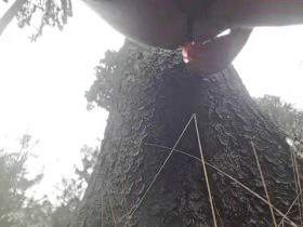 with 30cm dildo at a tree