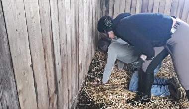 Das passiert Stallburschen wenn sie nicht gehorchen