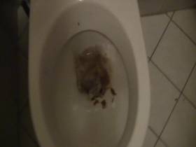 Shitting and pissing