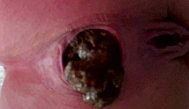 Devouted  Toilet Slave