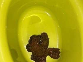 Shitting in the potty