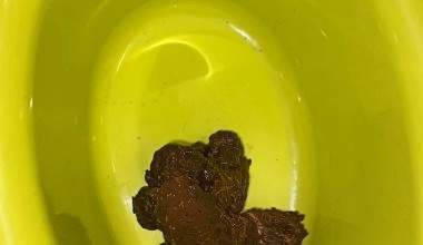 Ins Töpfchen geschissen
