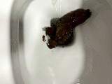 Long Hard Shit 4 U
