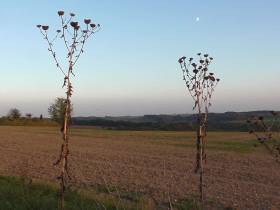 Dildofick in freier Natur (Teil 2)