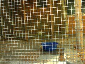 Kennel-I'm hot!