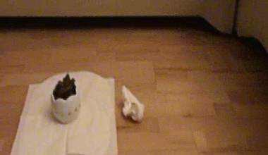 Die Fuellung des Ostereis.