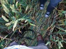 hooker sucking in wheat field