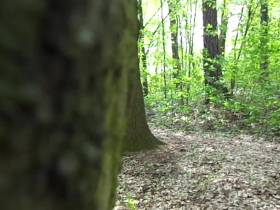 Doggy in den Wald gepisst