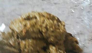 Endlich kacken NACH DEM FRÜHSTÜCK