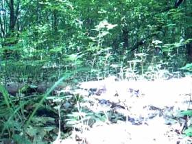 pissing in the forest