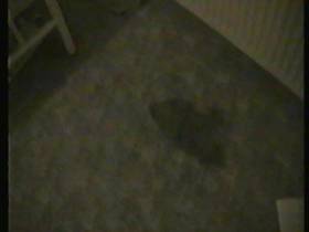 Pissfleck on the carpet