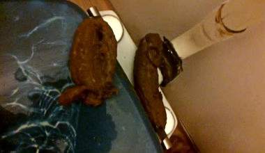 die Toilette Bord