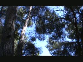 NS in the forest