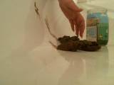 Mit der Hand Kacke einpacken zum Versand
