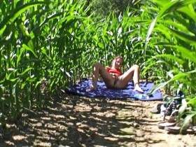 Fick in corn field