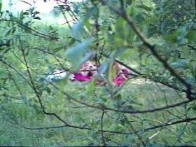 Vorschaubild vom Privatporno mit dem Titel "Auf der Wiese heimlich beobachtet !" von Ramona_Deluxe