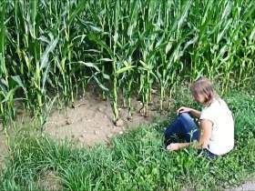Horny walk on the corn field
