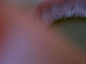 Peeing, Shit and Cumshot!